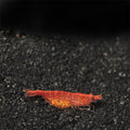 Red Cherry Shrimp (Neocaridina davidi)