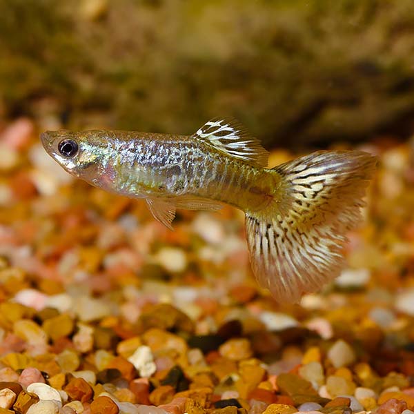 Green Cobra Guppies (Poecilia reticulata) (Pairs)