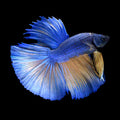 Half Moon Male Betta (Betta splendens)