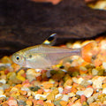 Gold Pristella Tetra (Pristella maxillaris)