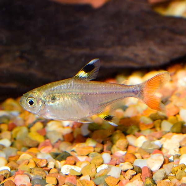 Gold Pristella Tetra (Pristella maxillaris)