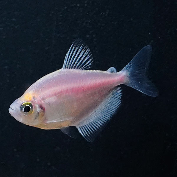 Assorted Colored White Tetra (Gymnocorymbus ternetzi) - Large