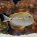 Maculiceps Tang (Acanthurus maculiceps)