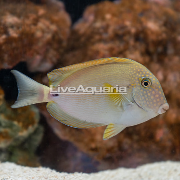 Maculiceps Tang (Acanthurus maculiceps)