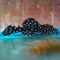 Dracula Pleco L240