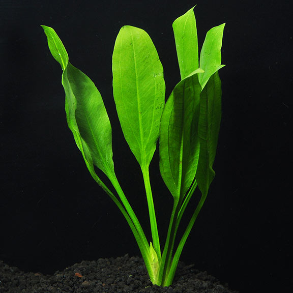 Amazon Sword (Echinodorus Bleheri, Potted)