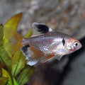 Serpae Tetra (Hyphessobrycon eques)