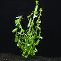Moneywort (Bacopa Monnieri)