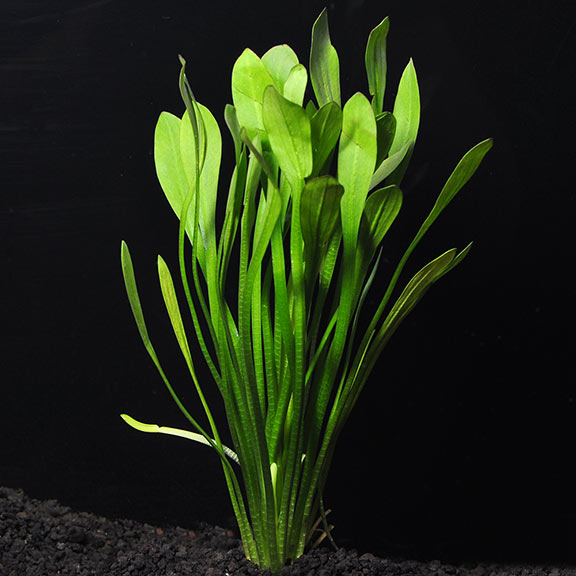 Dwarf Sagittaria Subulata
