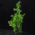 Water Sprite (Ceratopteris Thalictroides)