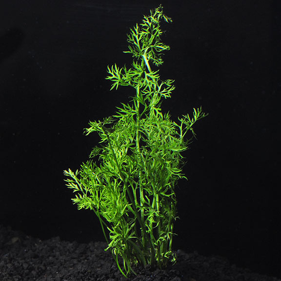 Water Sprite (Ceratopteris Thalictroides)