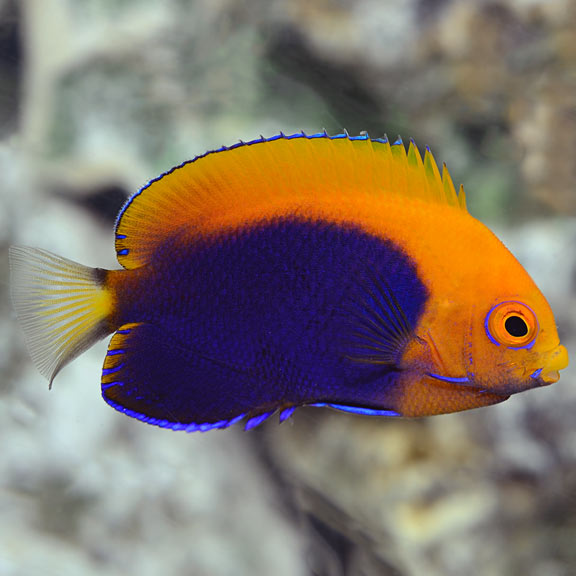 Flameback Angelfish (Centropyge sp.)
