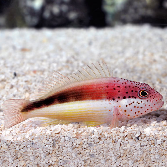 Foster Hawkfish (Paracirrhites forsteri)