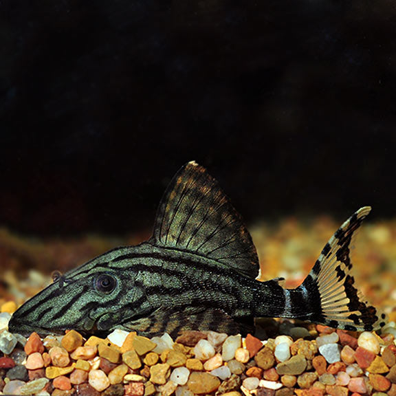 Royal Pleco (Panaque sp.)