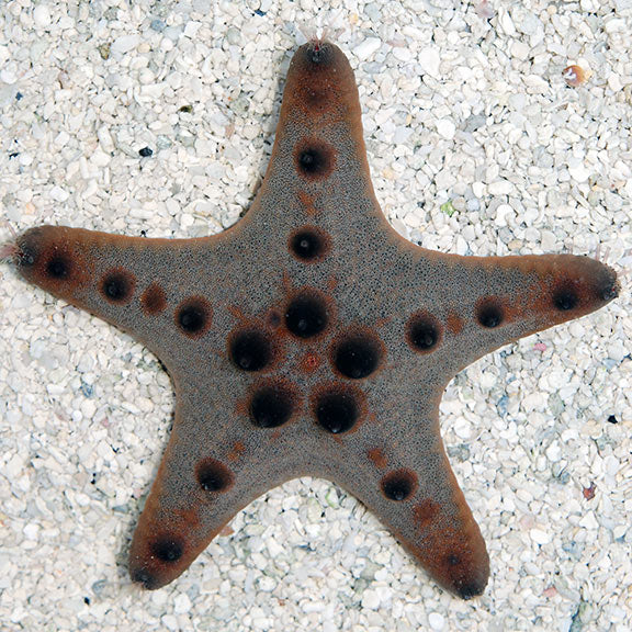 Chocolate Chip Starfish (Protoreaster nodosus)