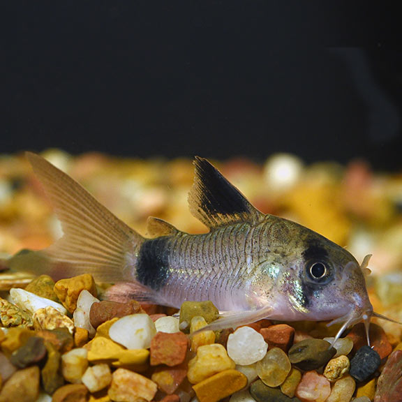 Tank-Raised Panda Corydoras
