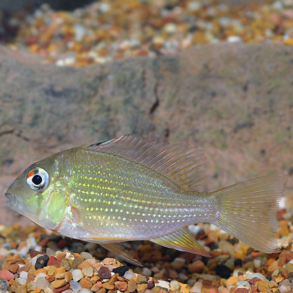 Geophagus Heckelii / Threadfin Acara (Acarichthys heckelii)