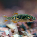 Celestial Pearl Danio (Danio margaritatus)