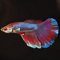 Super Delta Betta (Betta splendens)
