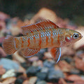 Scarlet Badis (Dario dario)
