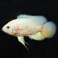 Albino Tiger Ruby Oscar (Astronotus ocellatus)