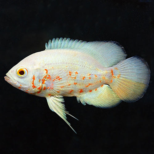 Albino Tiger Ruby Oscar (Astronotus ocellatus)