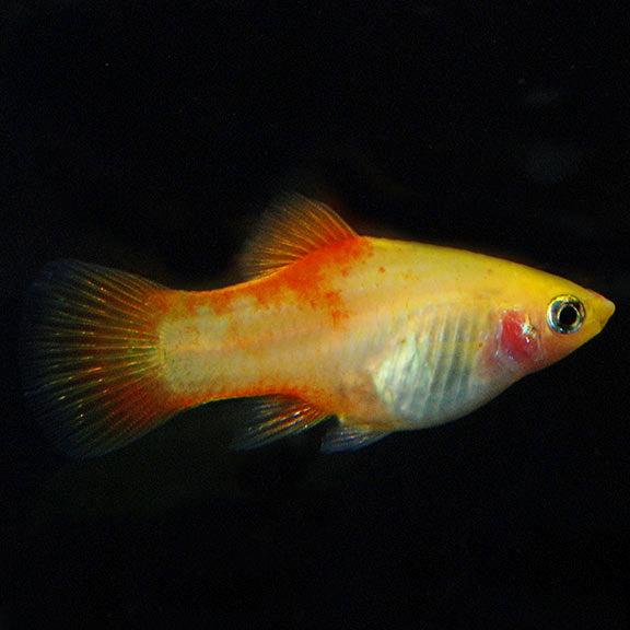 Imported Pineapple Platy