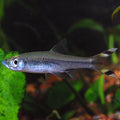 Scissortail Rasbora (Rasbora trilineata)