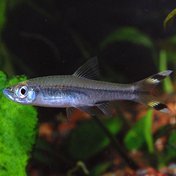 Scissortail Rasbora (Rasbora trilineata)