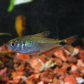Buenos Aires Tetra (Hyphessobrycon anisitsi)