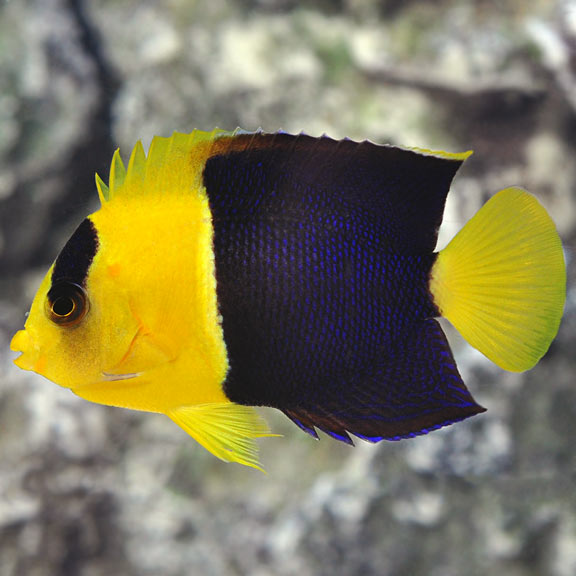 Bicolor Angelfish (Centropyge bicolor)