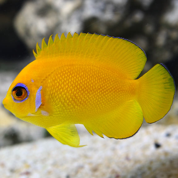 Lemonpeel Angelfish (Centropyge flavissima)