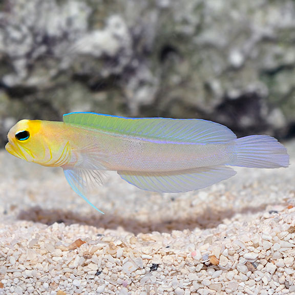 Yellow Head Jawfish (Opistognathus aurifrons)