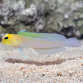 Yellow Head Jawfish (Opistognathus aurifrons)