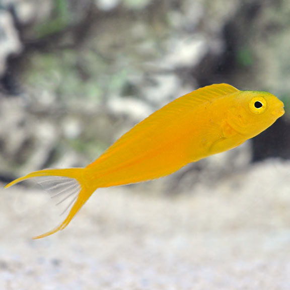 Yellow Canary Blenny (Meiacanthus oualanensis)