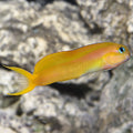 Golden Midas Blenny (Ecsenius midas)