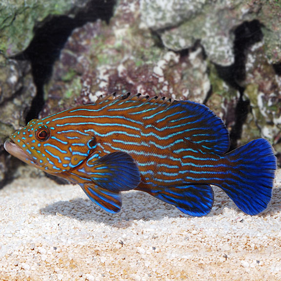Blue Line Grouper (Cephalopholis formosa)