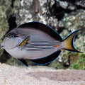 Sohal Tang (Acanthurus sohal)