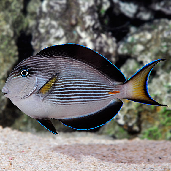 Sohal Tang (Acanthurus sohal)
