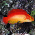 Flame Fairy Wrasse (Cirrhilabrus jordani)