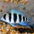Frontosa Cichlid (Cyphotilapia frontosa)