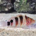 Caribbean Red Spotted Hawkfish (Amblycirrhitus pinos)