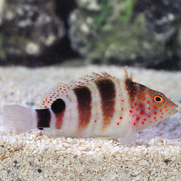 Caribbean Red Spotted Hawkfish (Amblycirrhitus pinos)