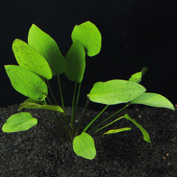 Echinodorus Red Flame