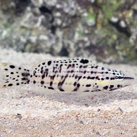 Harlequin Bass (Serranus tigrinus)