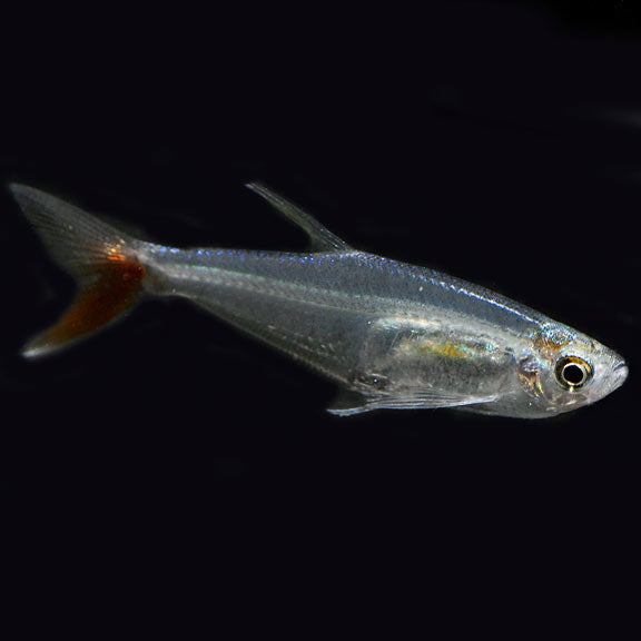 Bloodfin Tetra (Aphyocharax anisitsi)