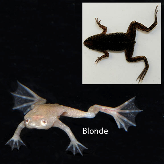 African Dwarf Frog (Hymenochirus sp.)