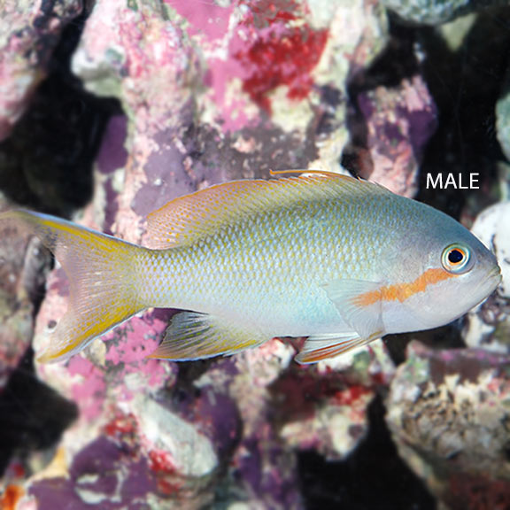 Green Huchtii Anthias (Pseudanthias huchtii)
