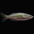 Australian Rainbowfish