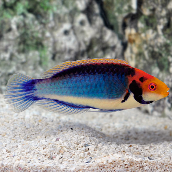 Solerensis Fairy Wrasse (Cirrhilabrus solorensis)